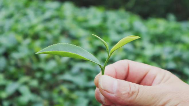 红乌龙茶加工技术团体标准发布AG真人游戏平台app廉江(图4)