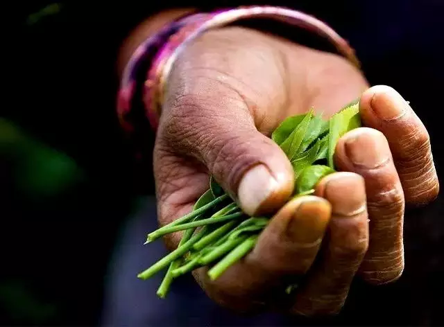 如存茶——光芒普洱茶AG真人游戏存钱不(图1)